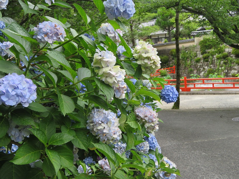 f:id:naradaisukikurabu:20200511074028j:plain