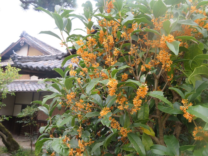 f:id:naradaisukikurabu:20200917170109j:plain