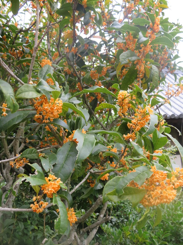 f:id:naradaisukikurabu:20200917170817j:plain