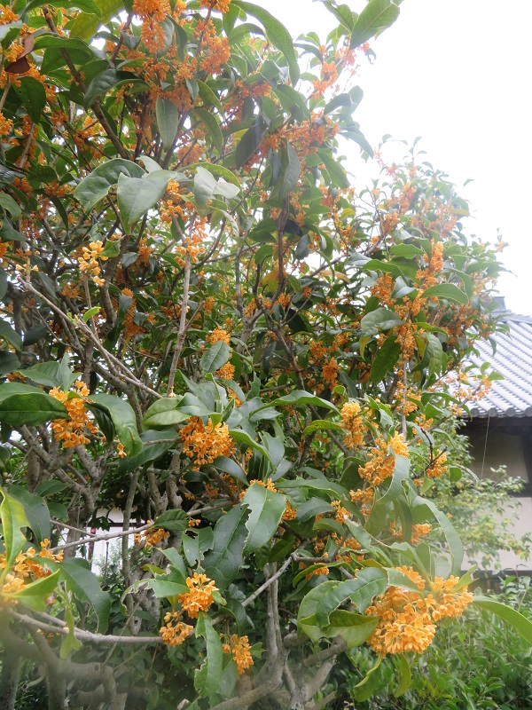 f:id:naradaisukikurabu:20200917171358j:plain