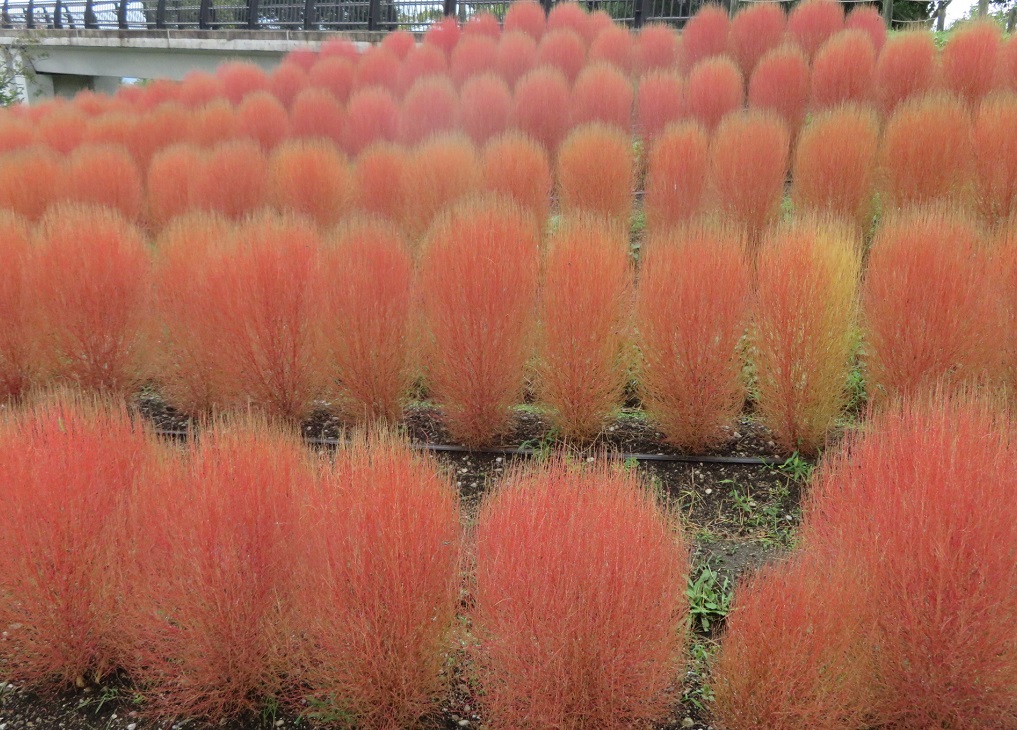 f:id:naradaisukikurabu:20200926174656j:plain