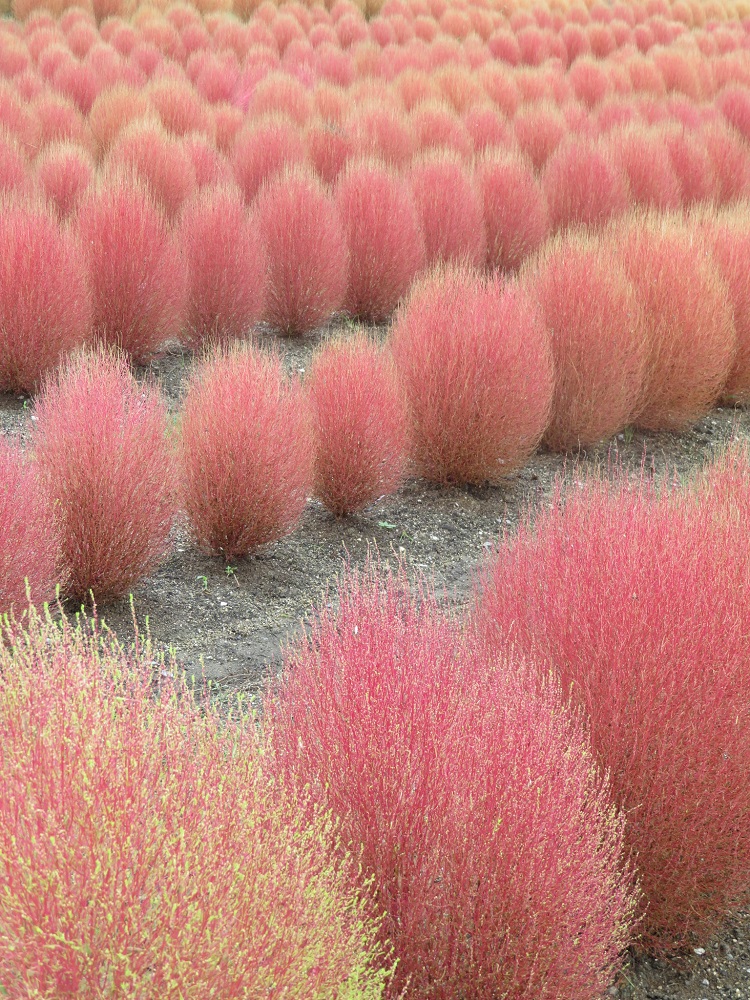 f:id:naradaisukikurabu:20200926174716j:plain