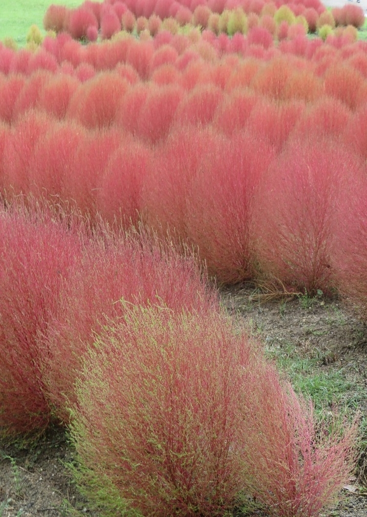 f:id:naradaisukikurabu:20200926174739j:plain