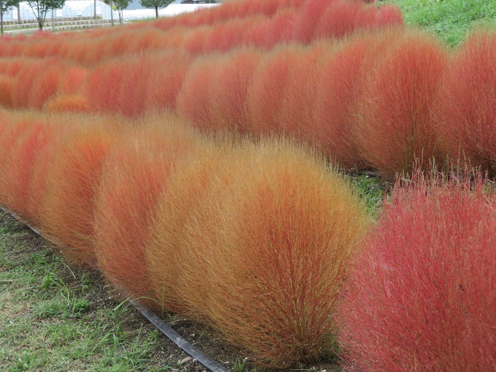 f:id:naradaisukikurabu:20200926174856j:plain