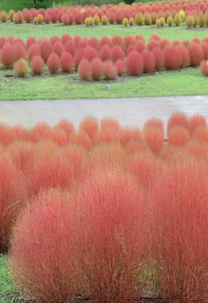 f:id:naradaisukikurabu:20200926174950j:plain