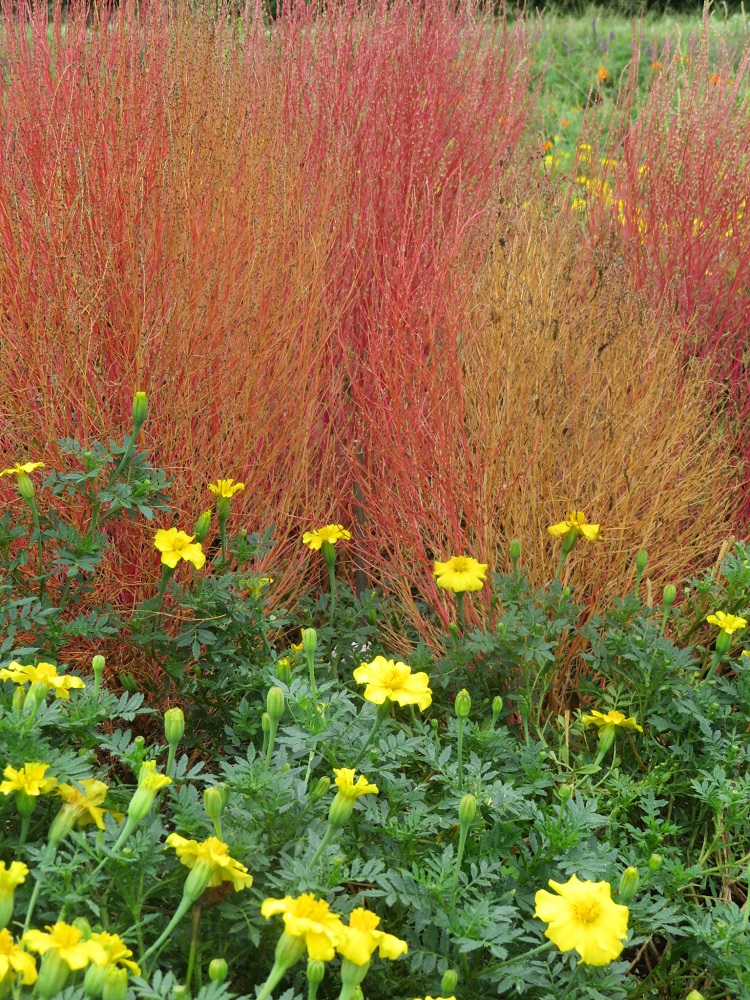 f:id:naradaisukikurabu:20200926175003j:plain