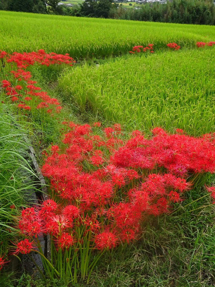 f:id:naradaisukikurabu:20210919180735j:plain