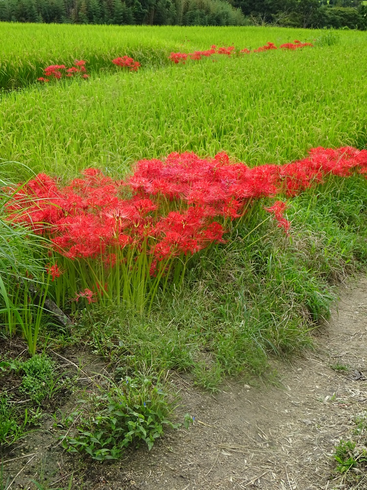 f:id:naradaisukikurabu:20210919180948j:plain