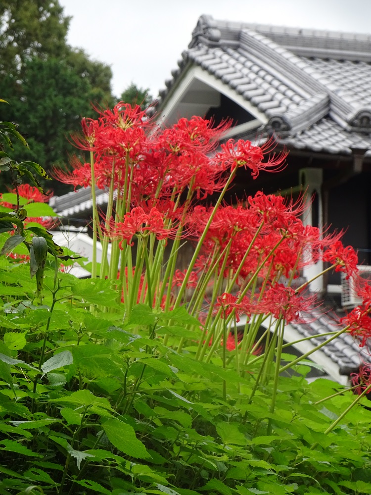 f:id:naradaisukikurabu:20210919181023j:plain