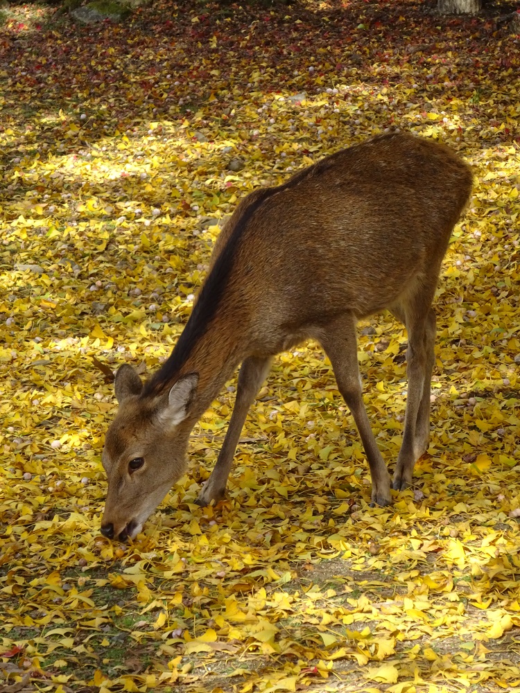 奈良公園の鹿と紅葉2022年 - naradaisukikurabu's blog