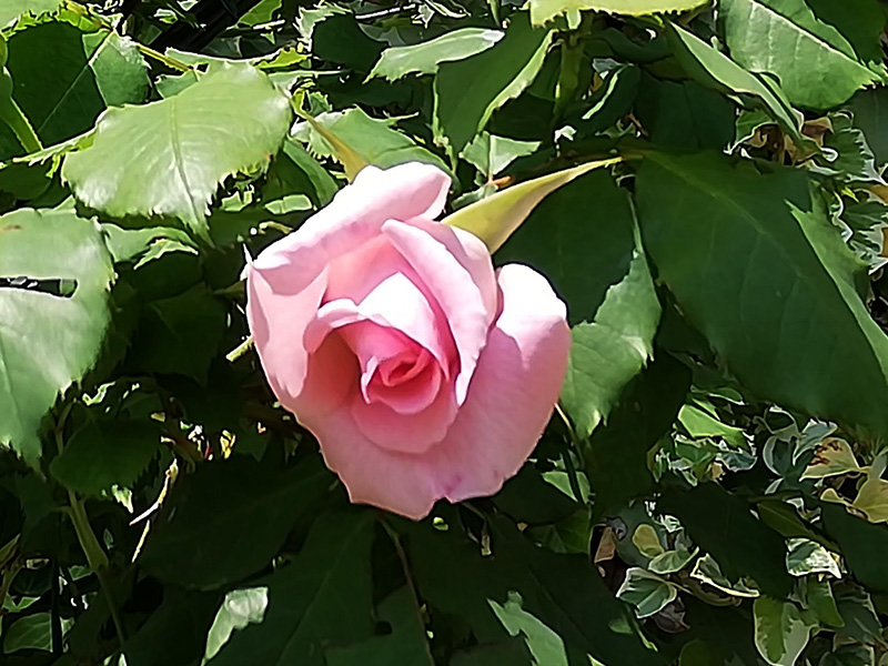 f:id:naraiwao:20190505224416j:plain f:id:naraiwao:20190505224416j:plain