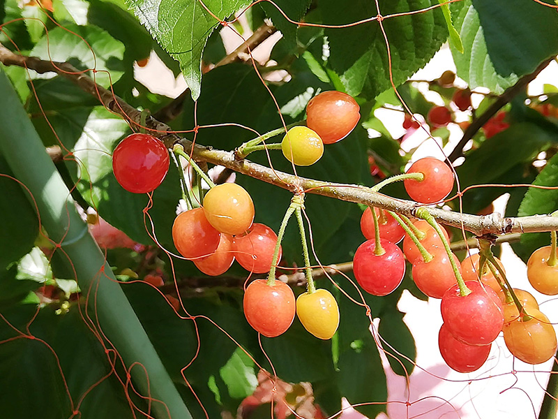 f:id:naraiwao:20190505224417j:plain f:id:naraiwao:20190505224417j:plain