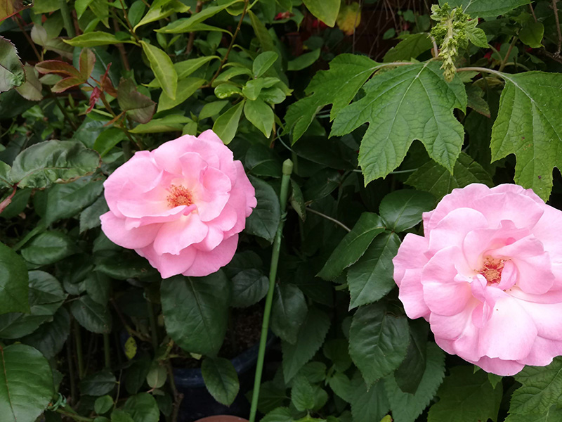 f:id:naraiwao:20190510231254j:plain