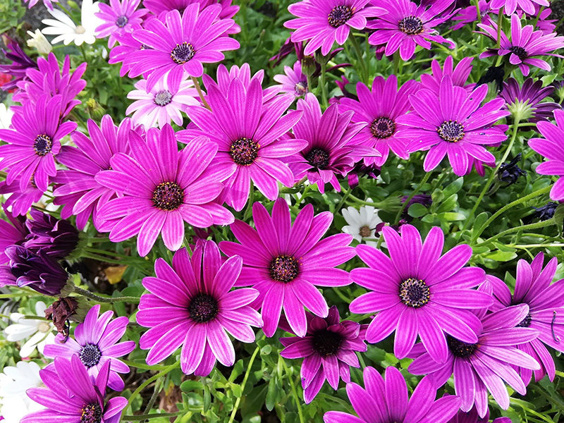 f:id:naraiwao:20190510231255j:plain