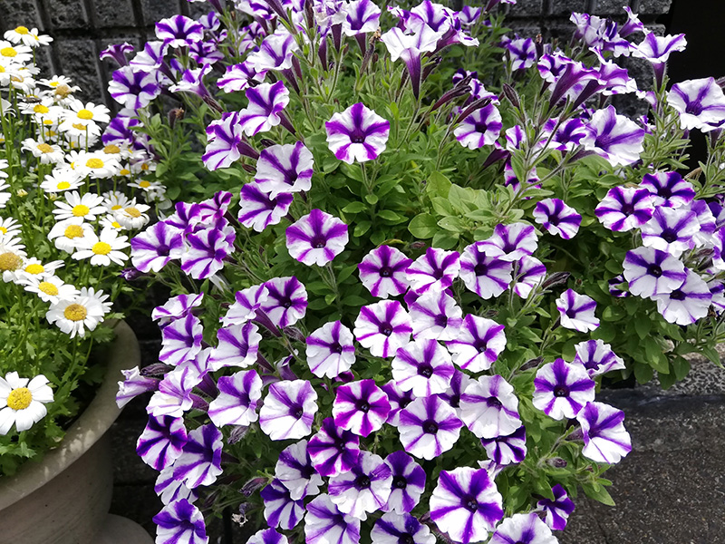 f:id:naraiwao:20190510231256j:plain