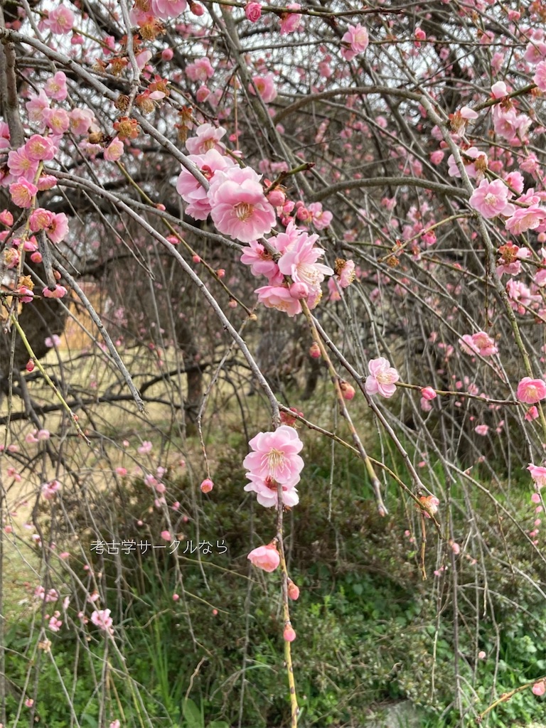 f:id:narakofu:20260310133958j:image