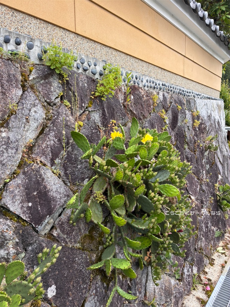 f:id:narakofu:20260609111520j:image