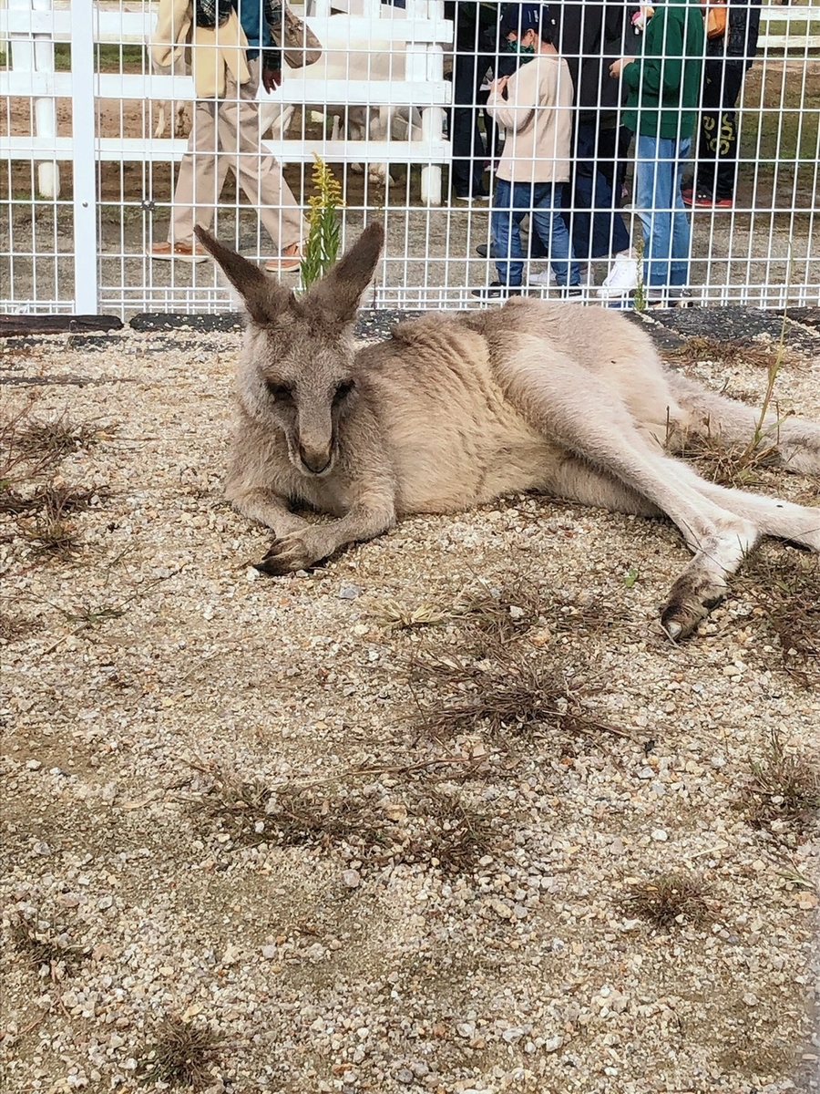 f:id:naramiyakokun:20210410114743j:plain