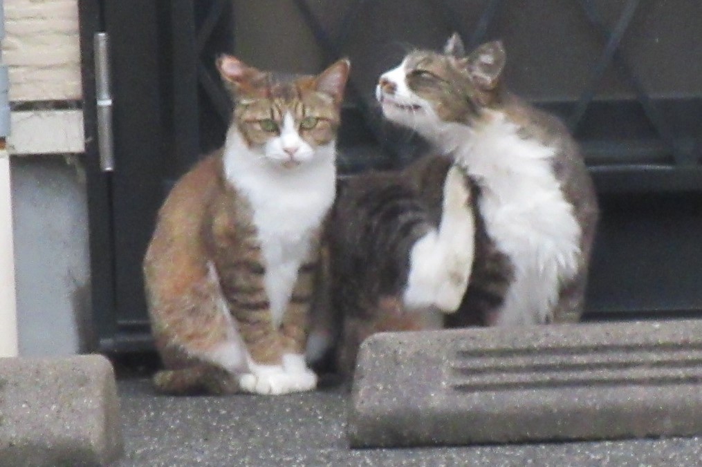 f:id:naraneko:20210701183455j:plain