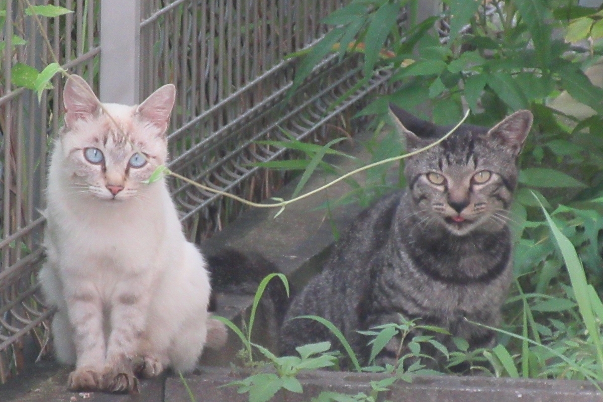 f:id:naraneko:20210714182547j:plain