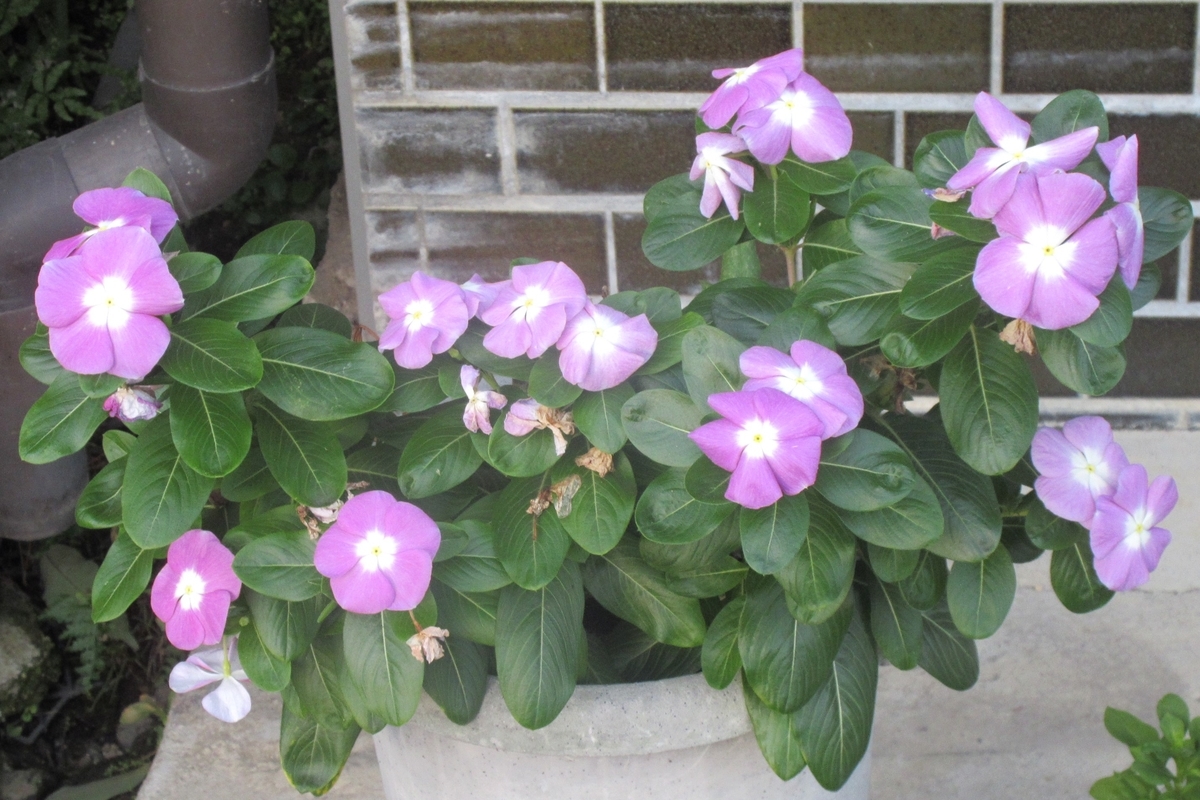 f:id:naraneko:20211006071307j:plain