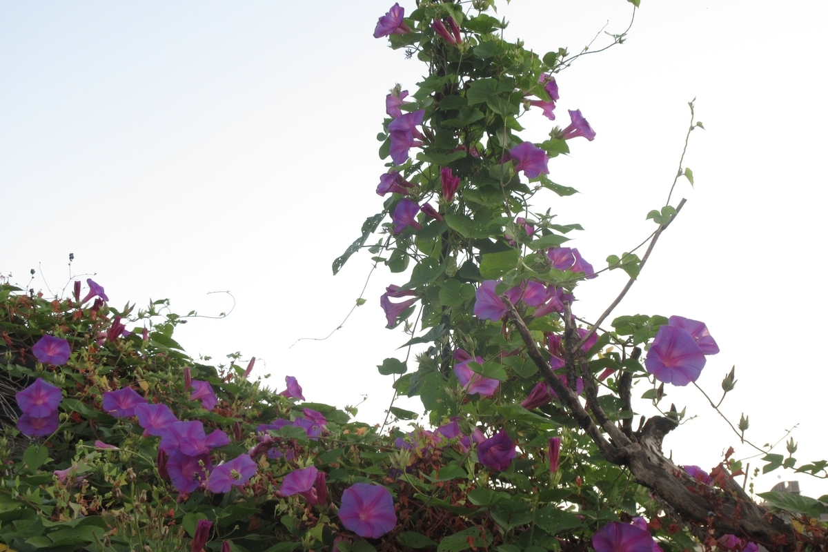 f:id:naraneko:20211018071538j:plain