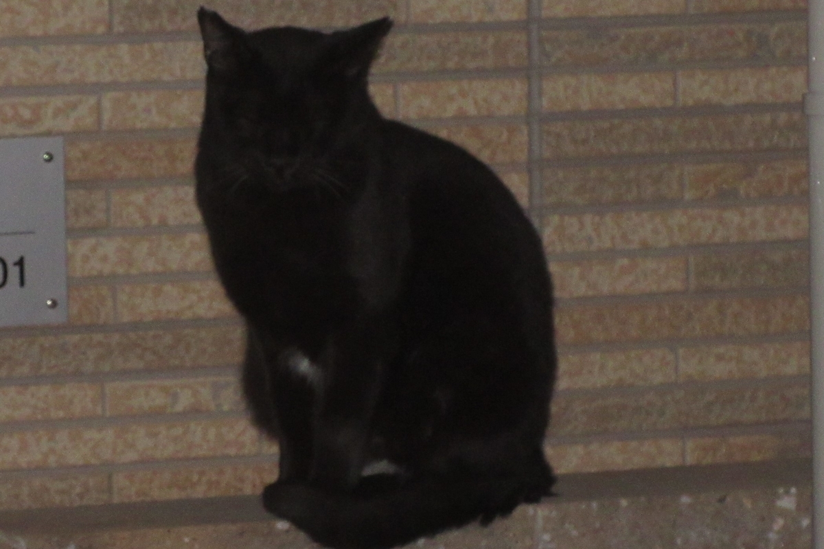 f:id:naraneko:20211018182229j:plain