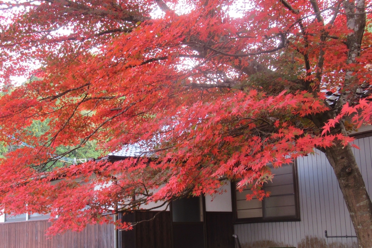 2点組　雲楽窯　紅葉　赤葉（箱あり） 2点組 雲楽窯 紅葉 赤葉（箱あり） - メルカリ