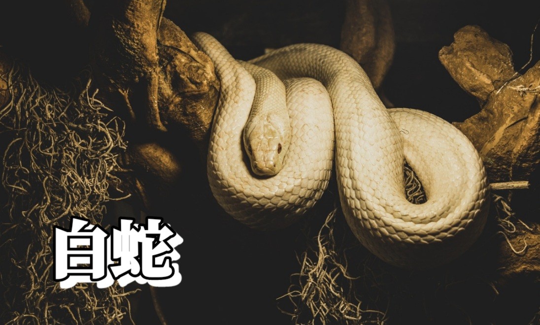 f:id:naridoidoi:20241016123358j:image