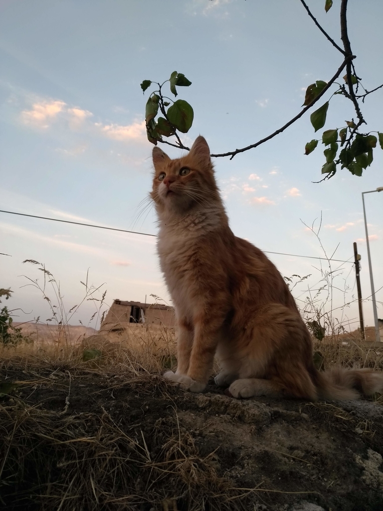 f:id:nariiiiiiisa:20181010090629j:plain f:id:nariiiiiiisa:20181010090629j:plain