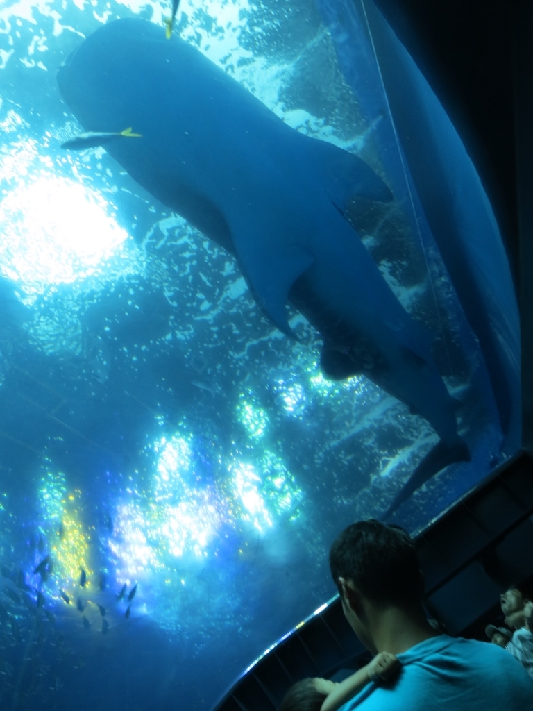 f:id:narikon:20170903230050j:plain f:id:narikon:20170903230050j:plain