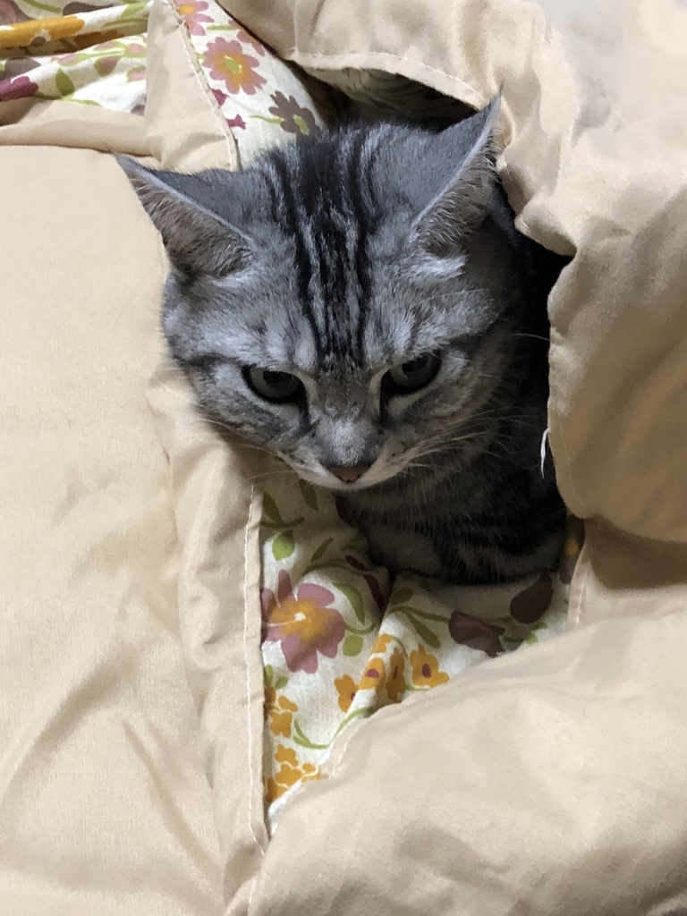 f:id:narinarikunn:20181027195837j:plain f:id:narinarikunn:20181027195837j:plain