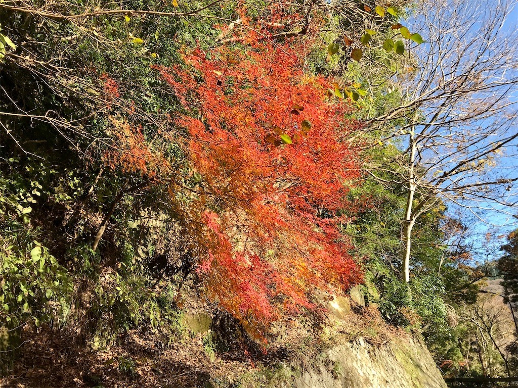 f:id:narinarissu:20191214191657j:image f:id:narinarissu:20191214191657j:image