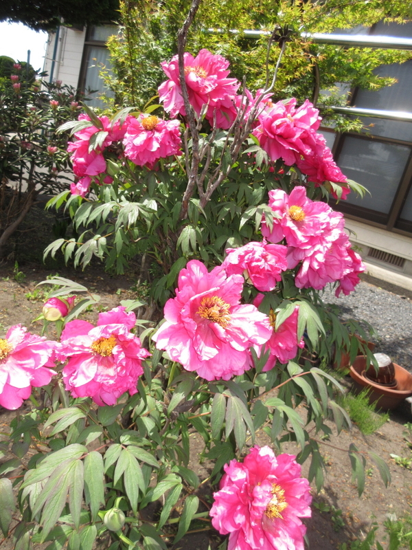 イメージ 1