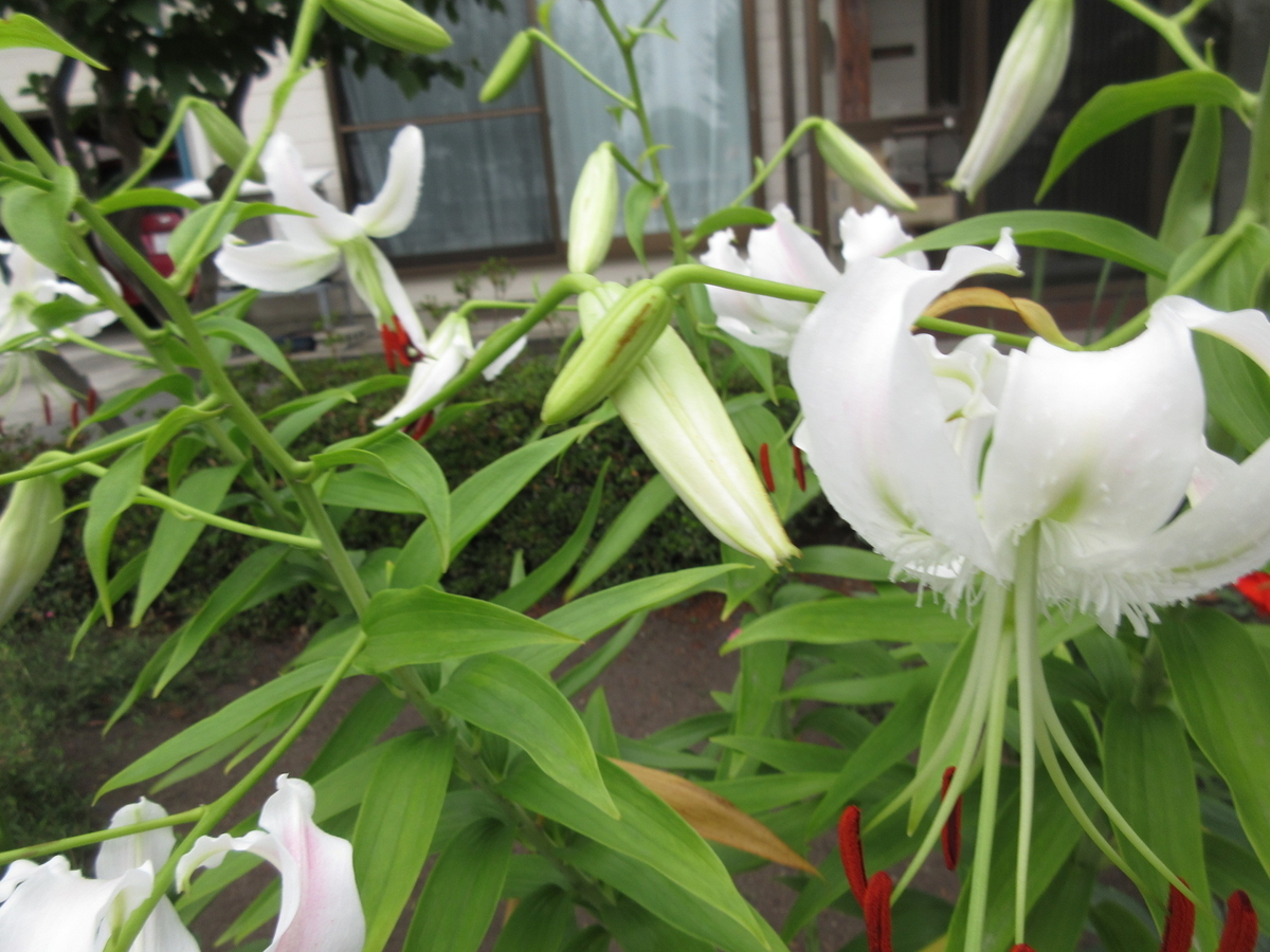 f:id:narinatta:20190814173904j:plain f:id:narinatta:20190814173904j:plain