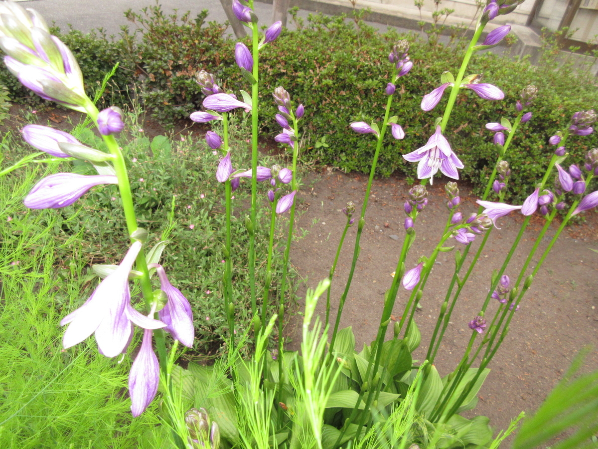 f:id:narinatta:20190814173932j:plain f:id:narinatta:20190814173932j:plain