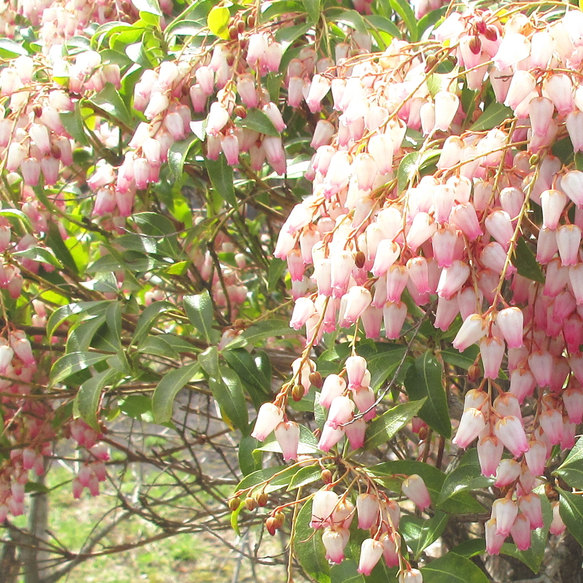 f:id:narinatta:20200407195651j:plain f:id:narinatta:20200407195651j:plain
