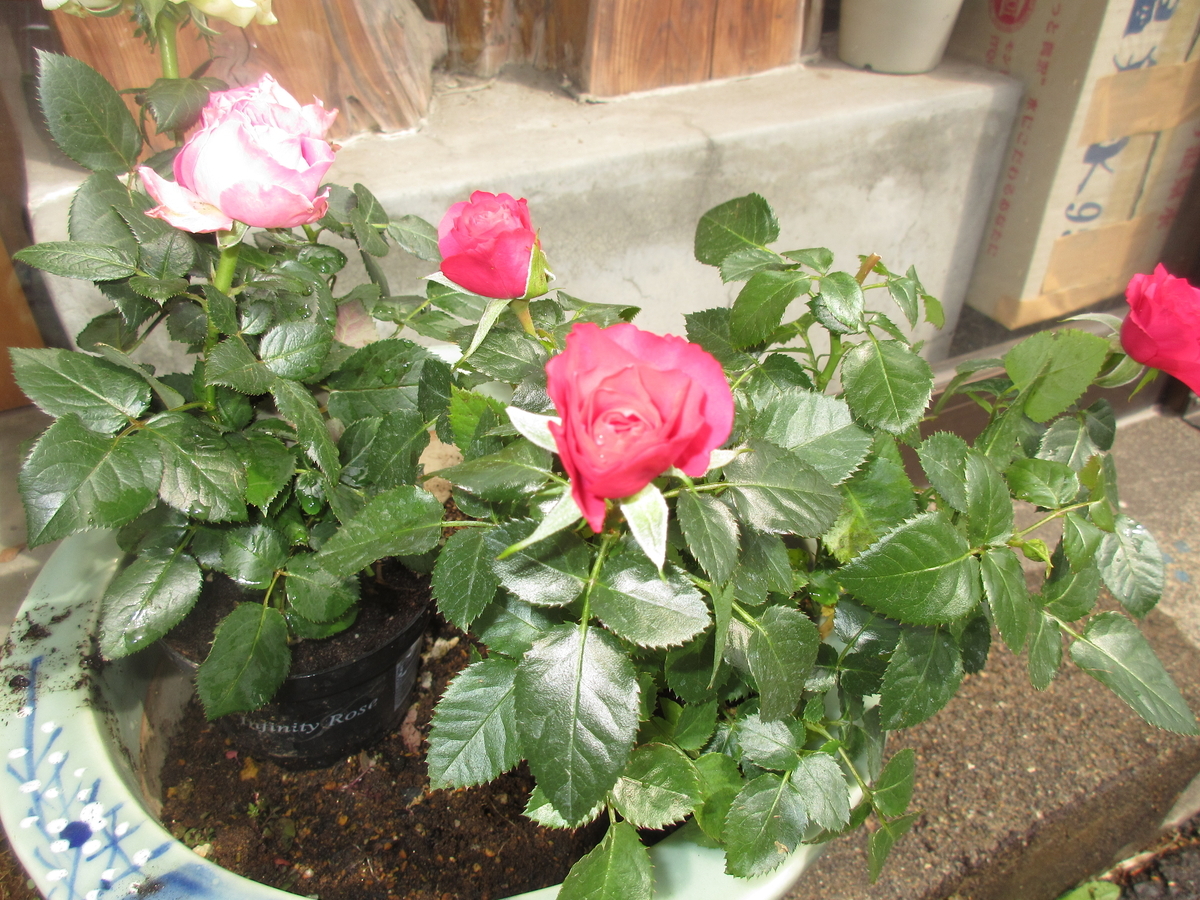 f:id:narinatta:20200407195920j:plain f:id:narinatta:20200407195920j:plain