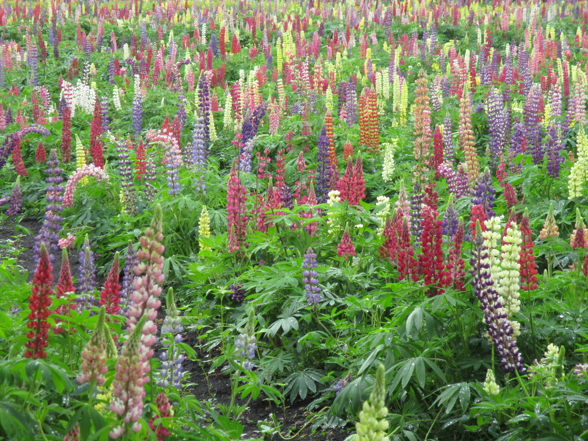 f:id:narinatta:20200627204301j:plain