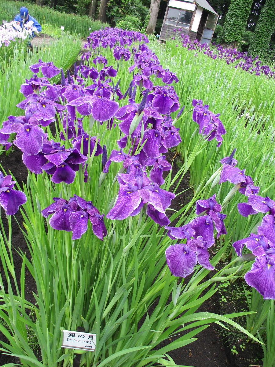 f:id:narinatta:20200627204410j:plain