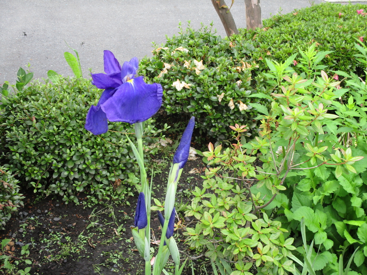 f:id:narinatta:20200627205021j:plain