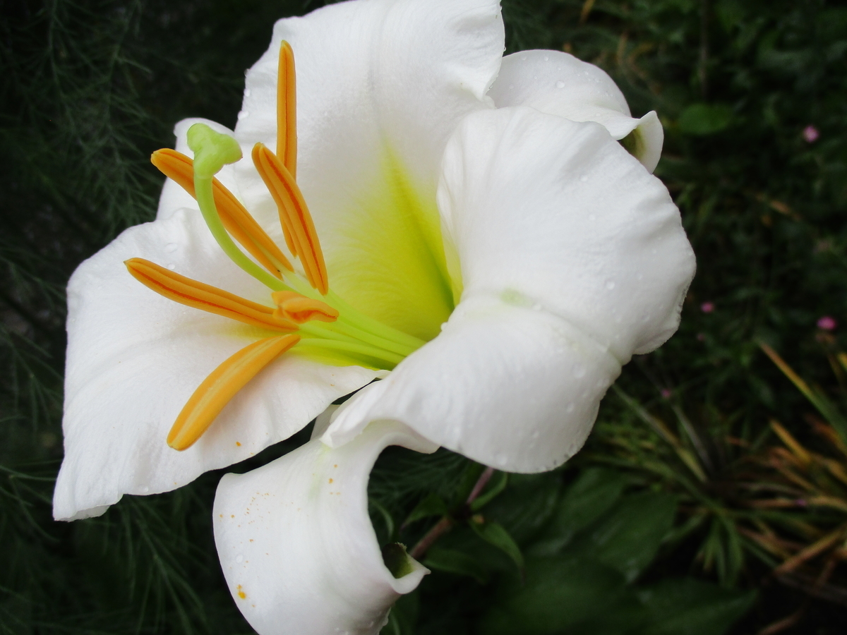 f:id:narinatta:20200702005411j:plain
