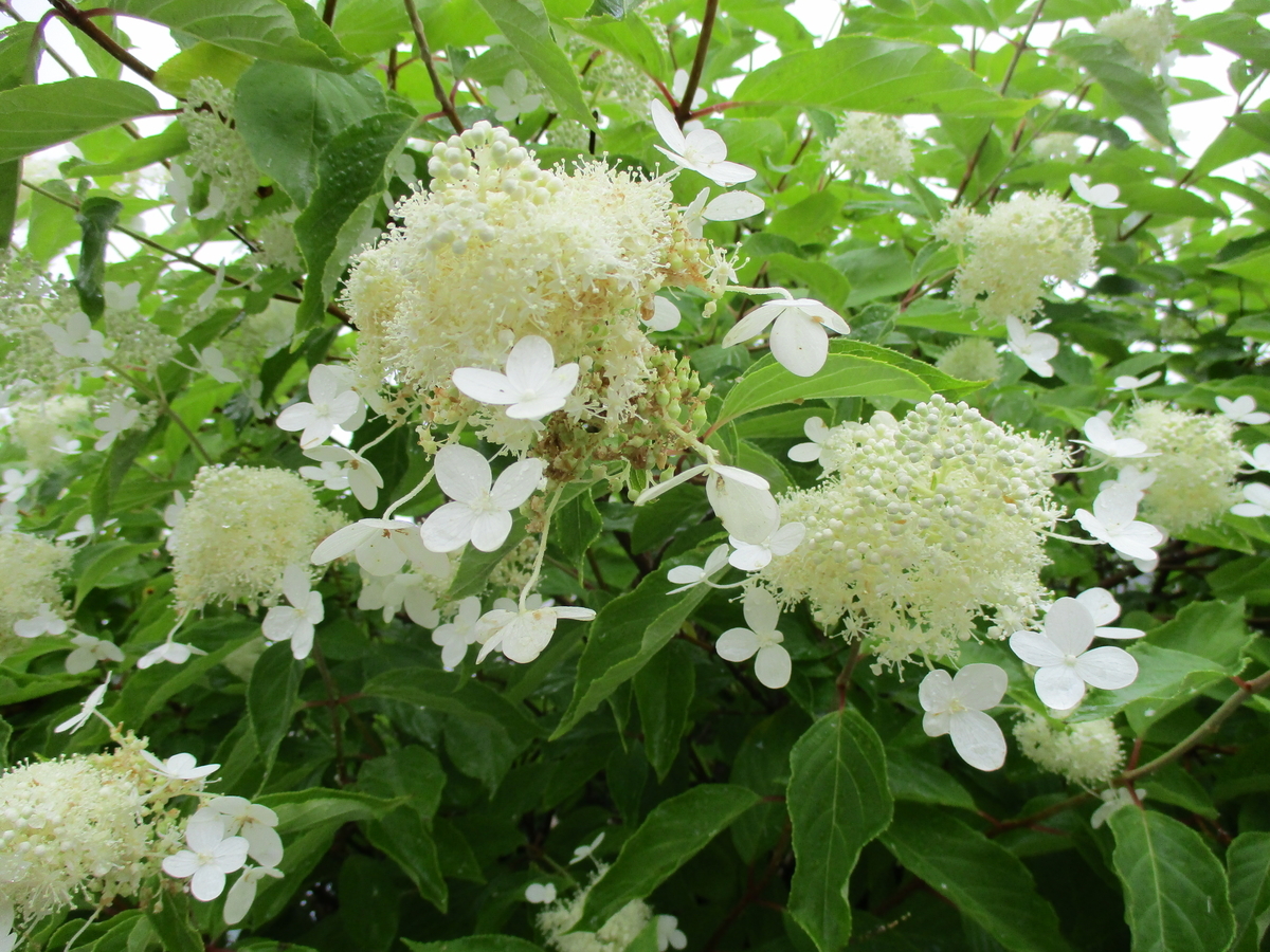 f:id:narinatta:20200719070218j:plain f:id:narinatta:20200719070218j:plain