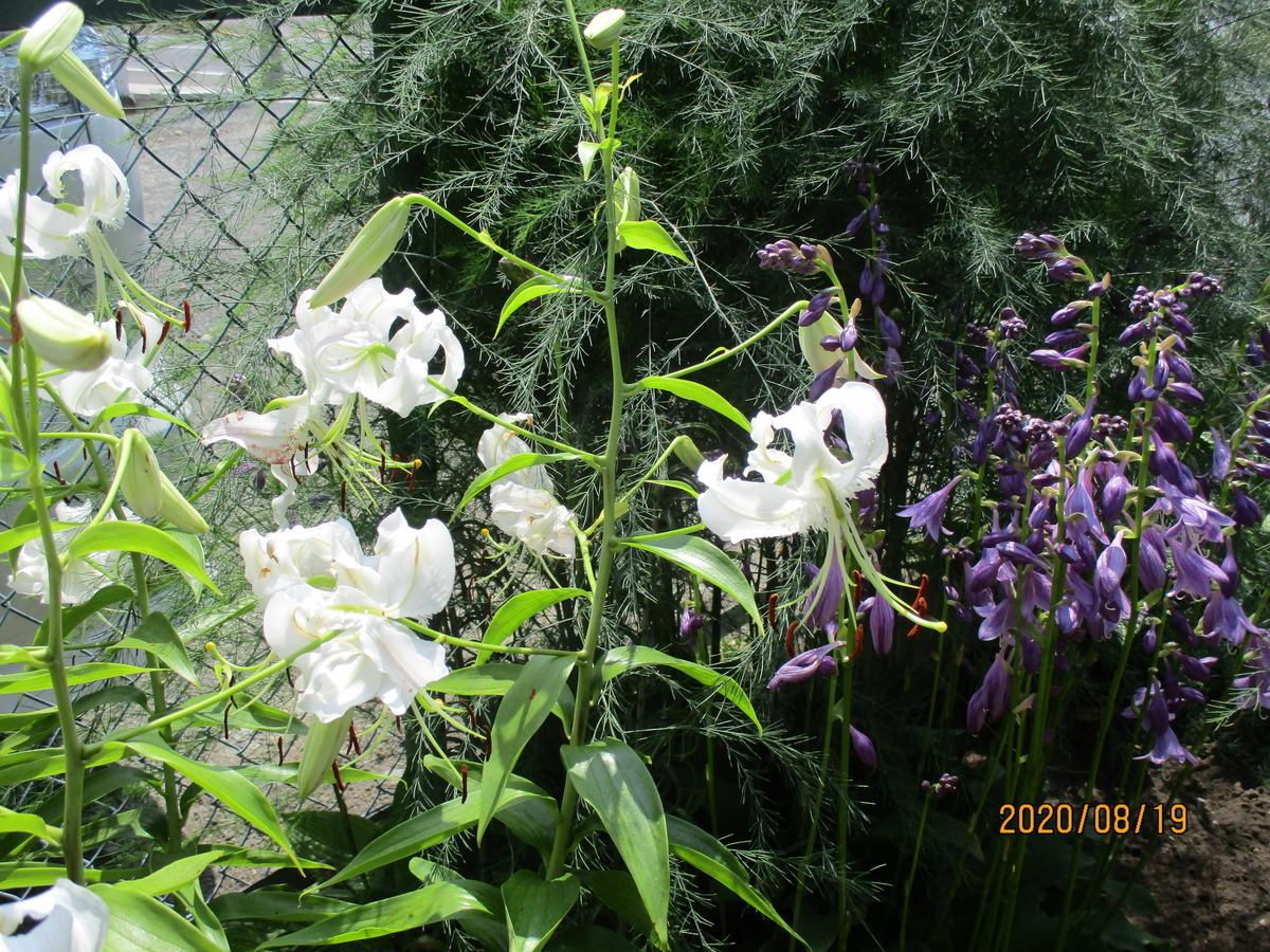 f:id:narinatta:20200819142718j:plain