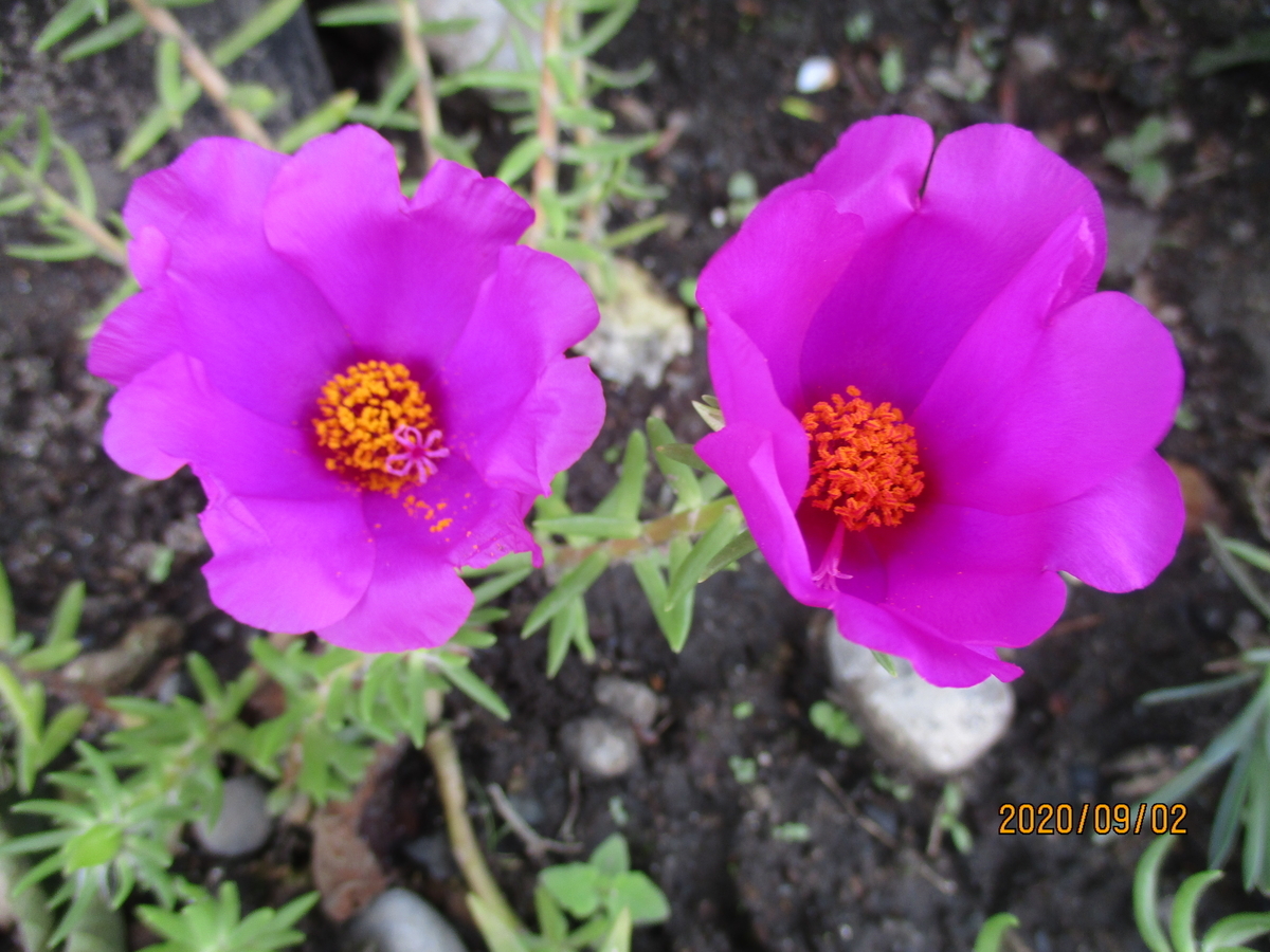 f:id:narinatta:20200902111956j:plain