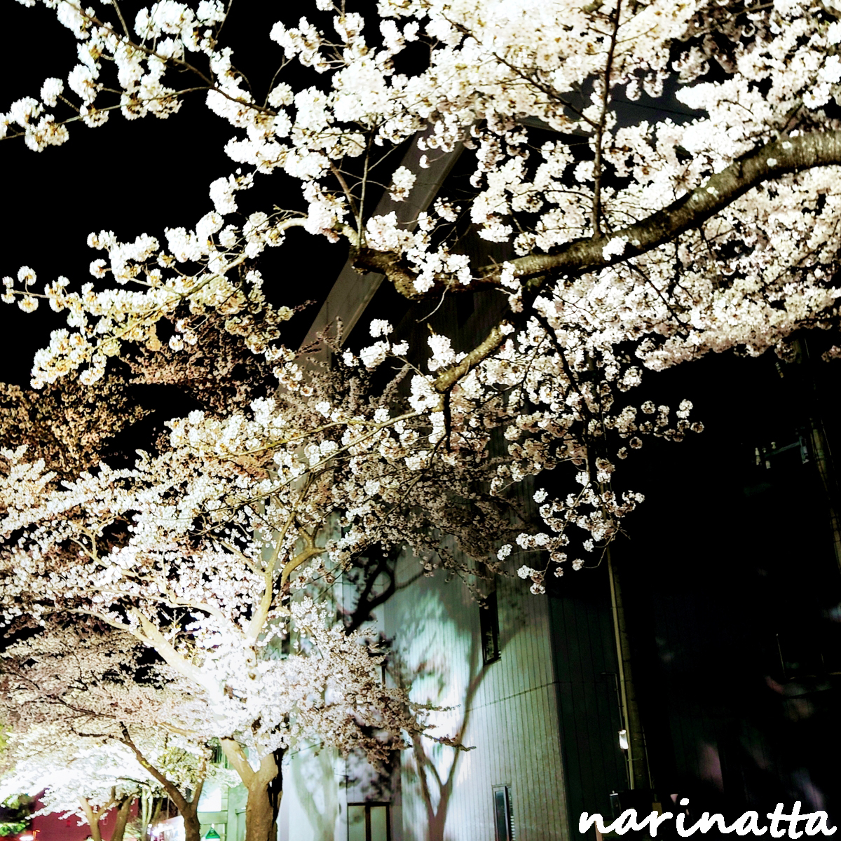 f:id:narinatta:20210421051257j:image:w560