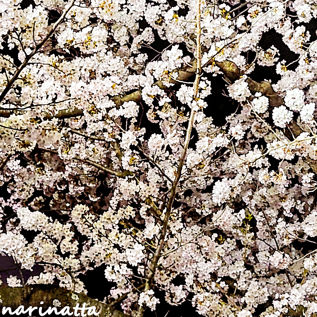 f:id:narinatta:20210421051346j:image:w560
