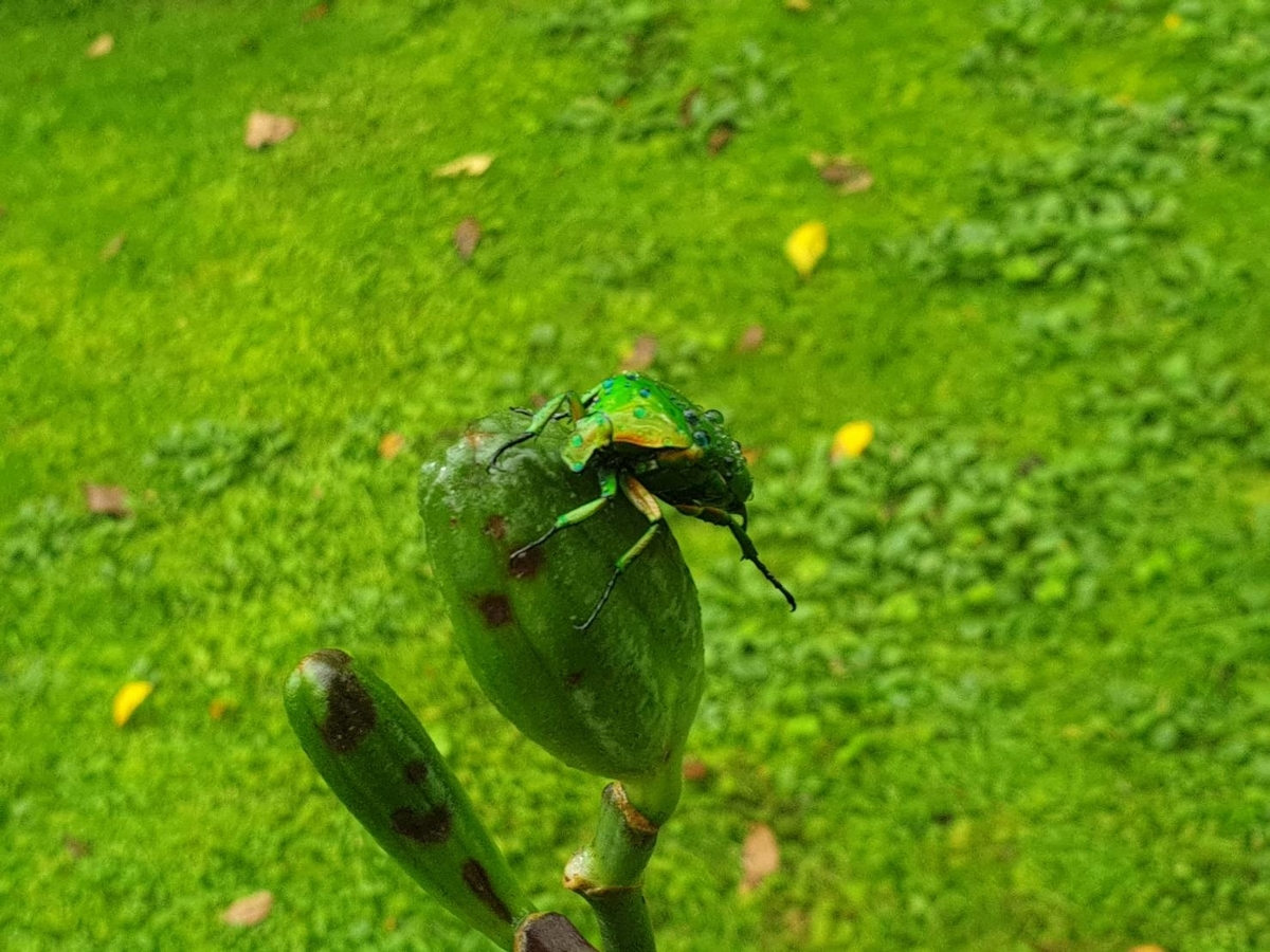 f:id:narippa:20190903111347j:plain