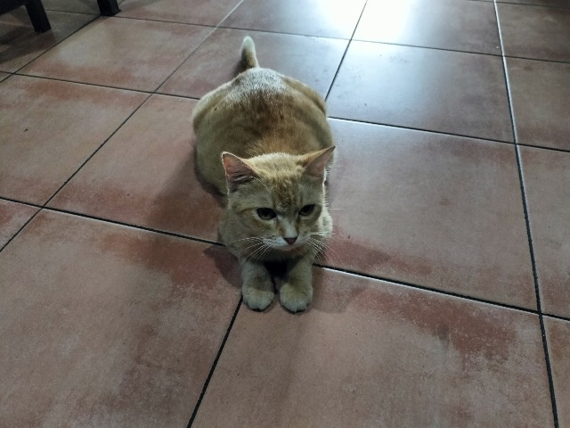 f:id:nariyukiJKT:20230214005149j:image