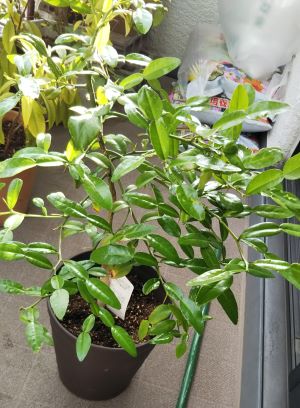 f:id:naru443:20200512170612j:plain